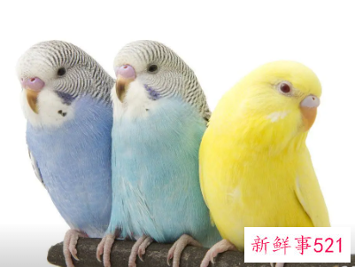 养三只鹦鹉有什么讲究