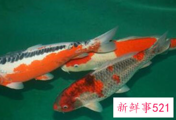 客厅养什么鱼风水好