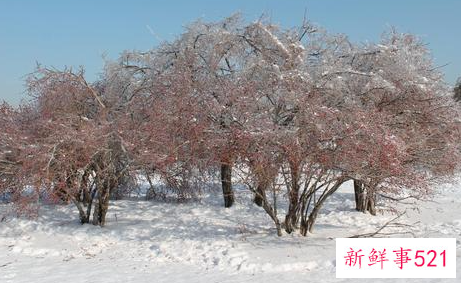 雪做过哪些好事