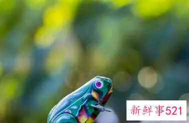 梦见金蛙围着我跳是什么意思