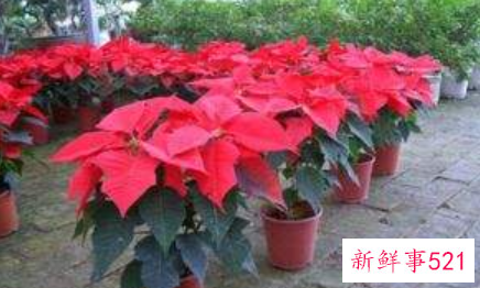 一品红长太高怎么办