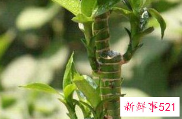 荷花竹水培怎么养