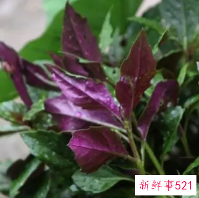 紫葵的功效和作用