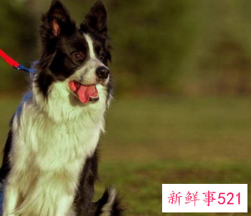 边牧如何识别纯种