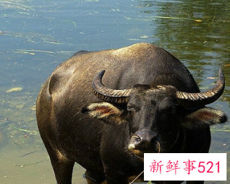 梦见水牛是什么预兆