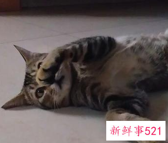 为什么猫越养越不亲人