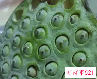 干莲蓬煮水有什么功效