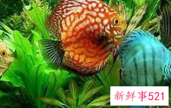 客厅养什么鱼风水好