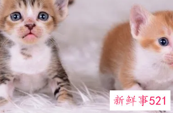 梦见一只小猫咬我什么预兆