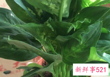 万年青怎么水浇好