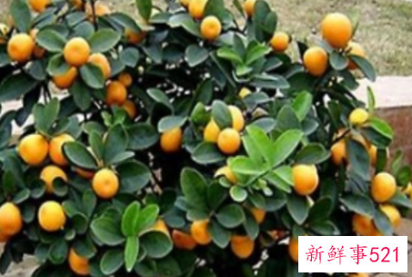 金桔不结果怎么办