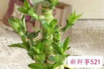 荷花竹水培怎么养