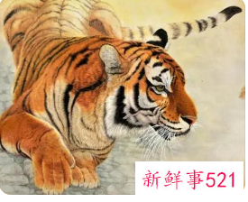 属虎的纹什么招财