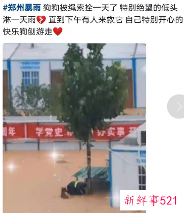 河南暴雨受灾流浪动物救援渠道