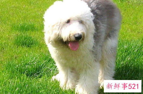 怎么知道古代牧羊犬是否健康