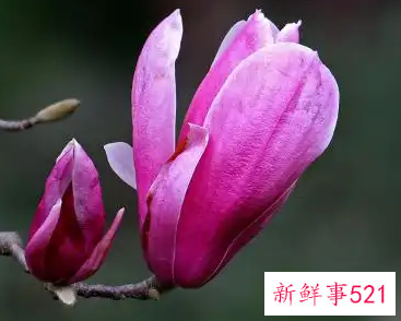 春天开什么花