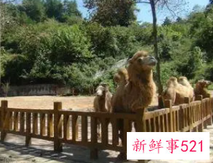 梦到自己在野生动物园