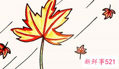 枫叶怎么画步骤