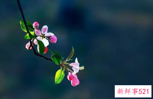 老了也要优雅的老去