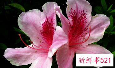 如何正确的给杜鹃花浇水