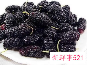 女性每天喝桑葚干泡水害处