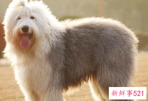 怎么知道古代牧羊犬是否健康