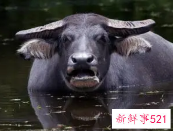 梦见水牛是什么预兆