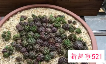 植物多肉的好处