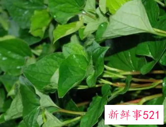 鱼腥草的内容图片