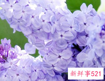 丁香的药用价值和功效禁忌