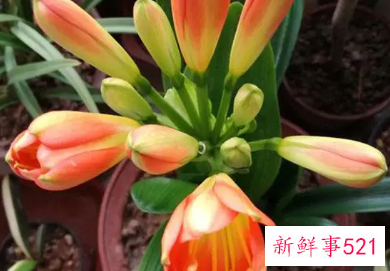 梦见君子兰的周公解梦