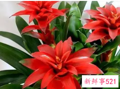 吉祥富贵平安好运的花