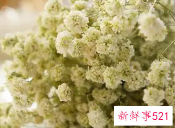 满天星干花寓意