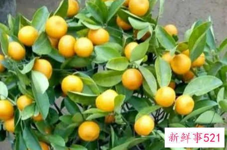 金桔不结果怎么办