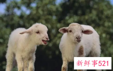 为什么马和羊绝配