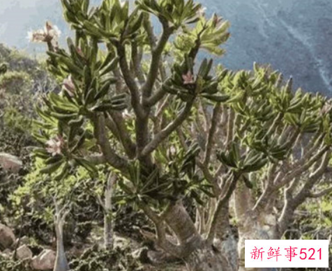 世界上最储存水的树