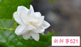 虎头茉莉什么时候开花