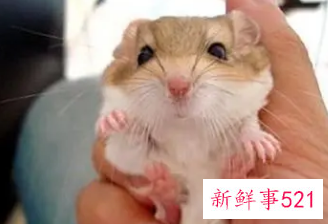 在寝室养什么宠物比较好