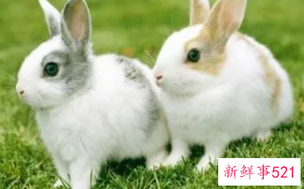 属兔女生的优点和缺点