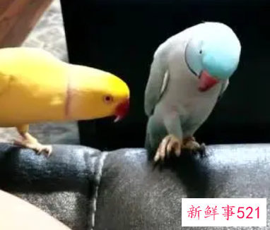 养三只鹦鹉有什么讲究