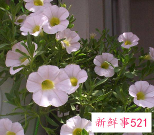 各种属相的幸运花寓意