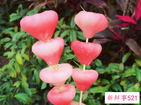 水石榴和莲雾的区别