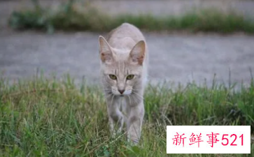 已婚女人梦到猫缠着自己赶不走