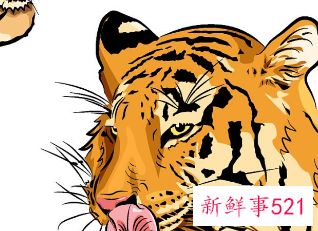 属虎人起名宜忌用字