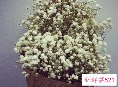 满天星干花寓意