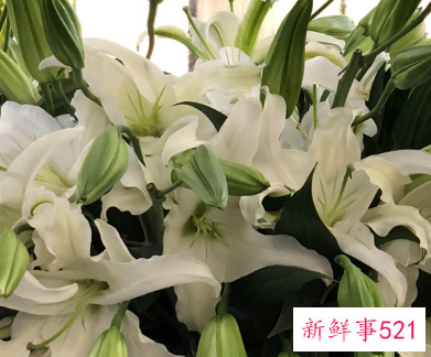 百合花开预示什么