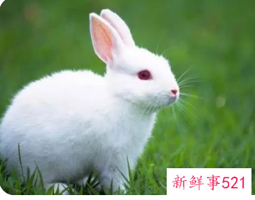 梦见兔子的周公解梦