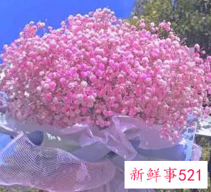 客厅放满天星干花好吗