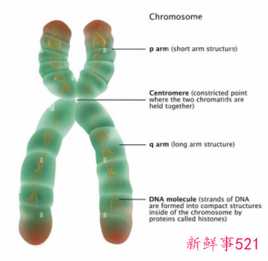 人类基因组完整图谱历时22年绘制完成