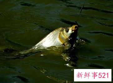 怎么看鱼漂知道鱼上钩